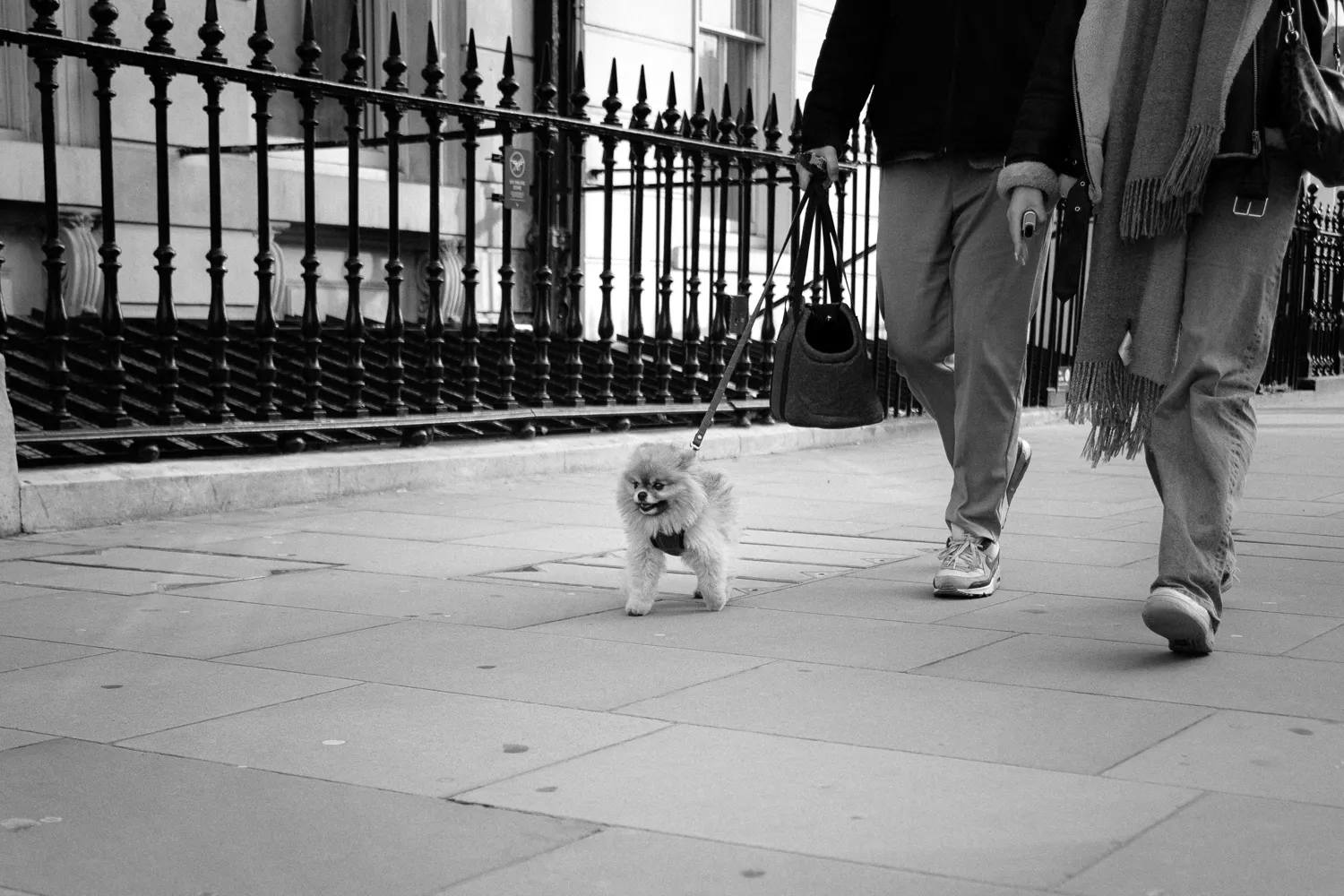 A tiny dog walking on a city pavement