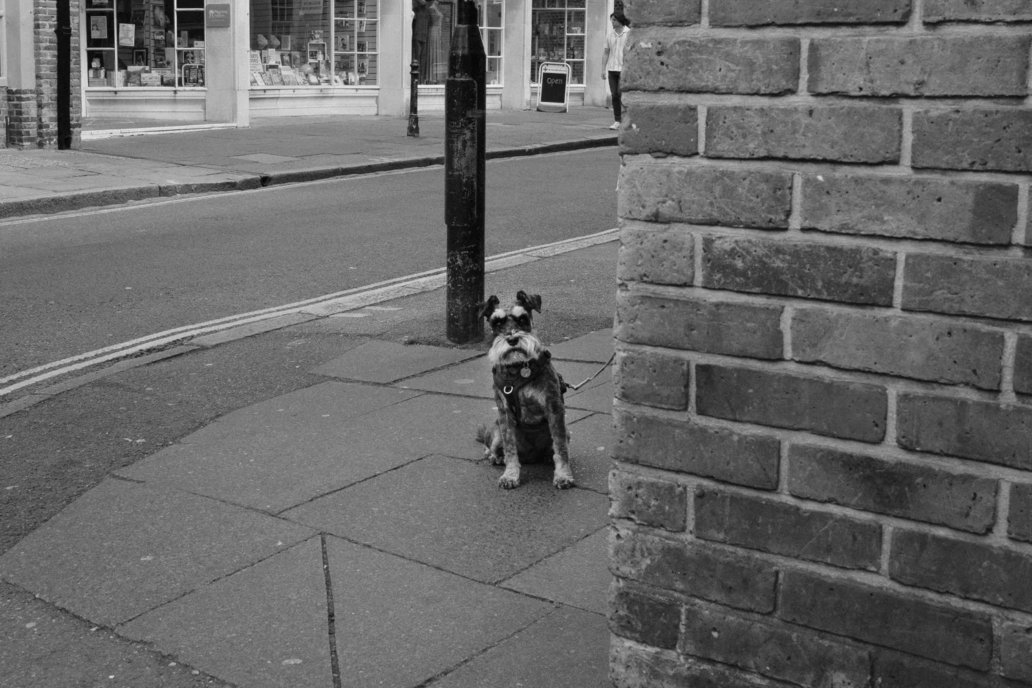 A small dog peeking around the corner of a brick wall
